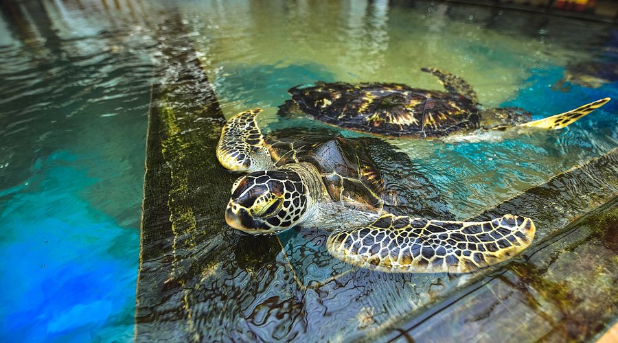 sea-turtle-farm-and-hatchery